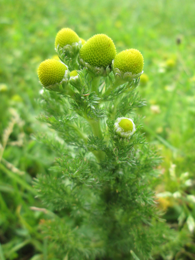 Pineapple weed
